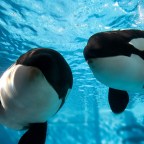 SeaWorld Parks & Entertainment Reports Decline Of Attendance And Revenue For The Fourth Quarter